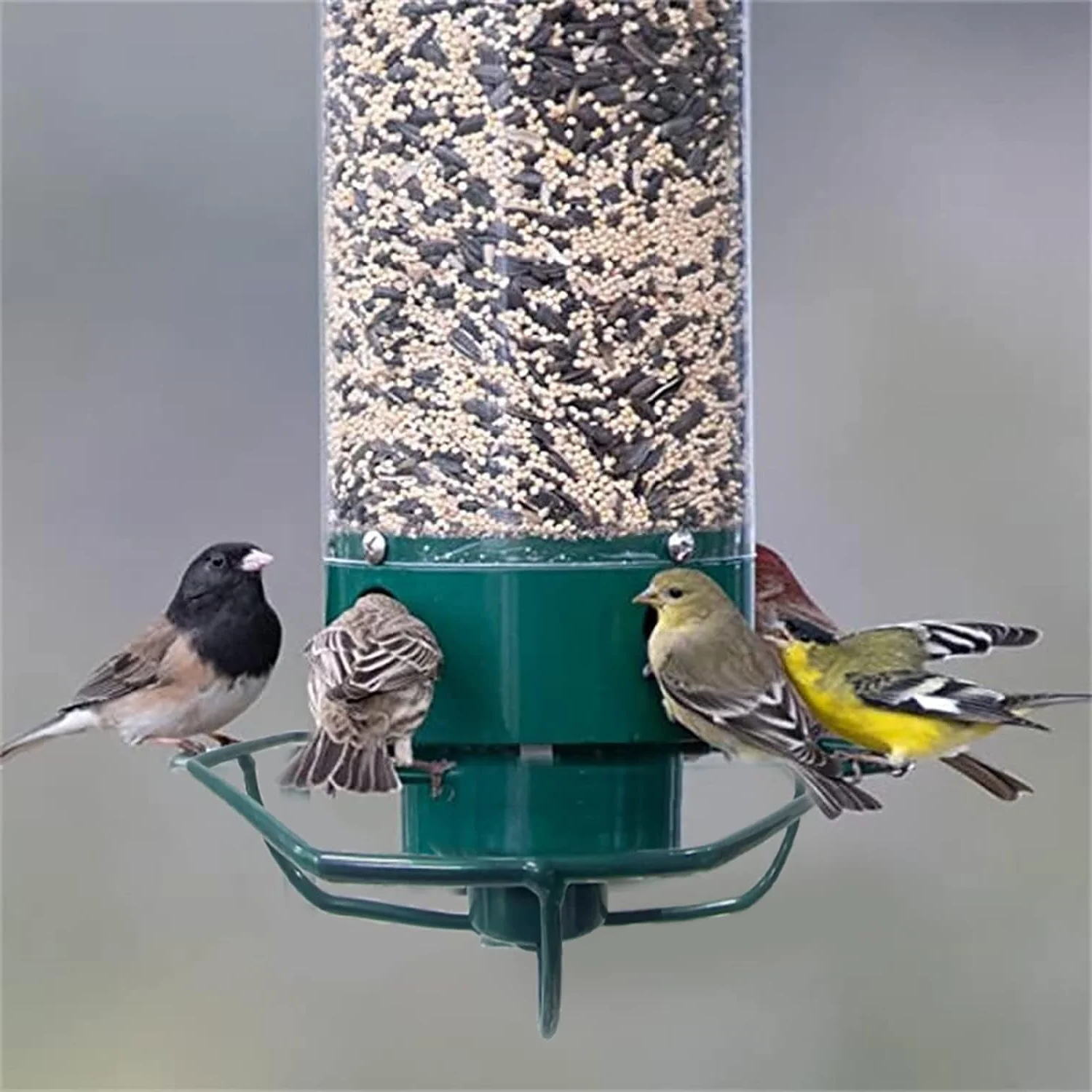 Eekhoornbestendige vogelvoederbak 6